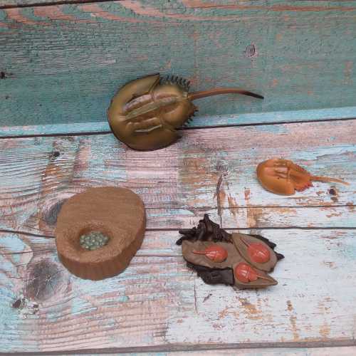stingray life cycle Montessori/daur hidup ikan pari Montessori/mainan edukatif