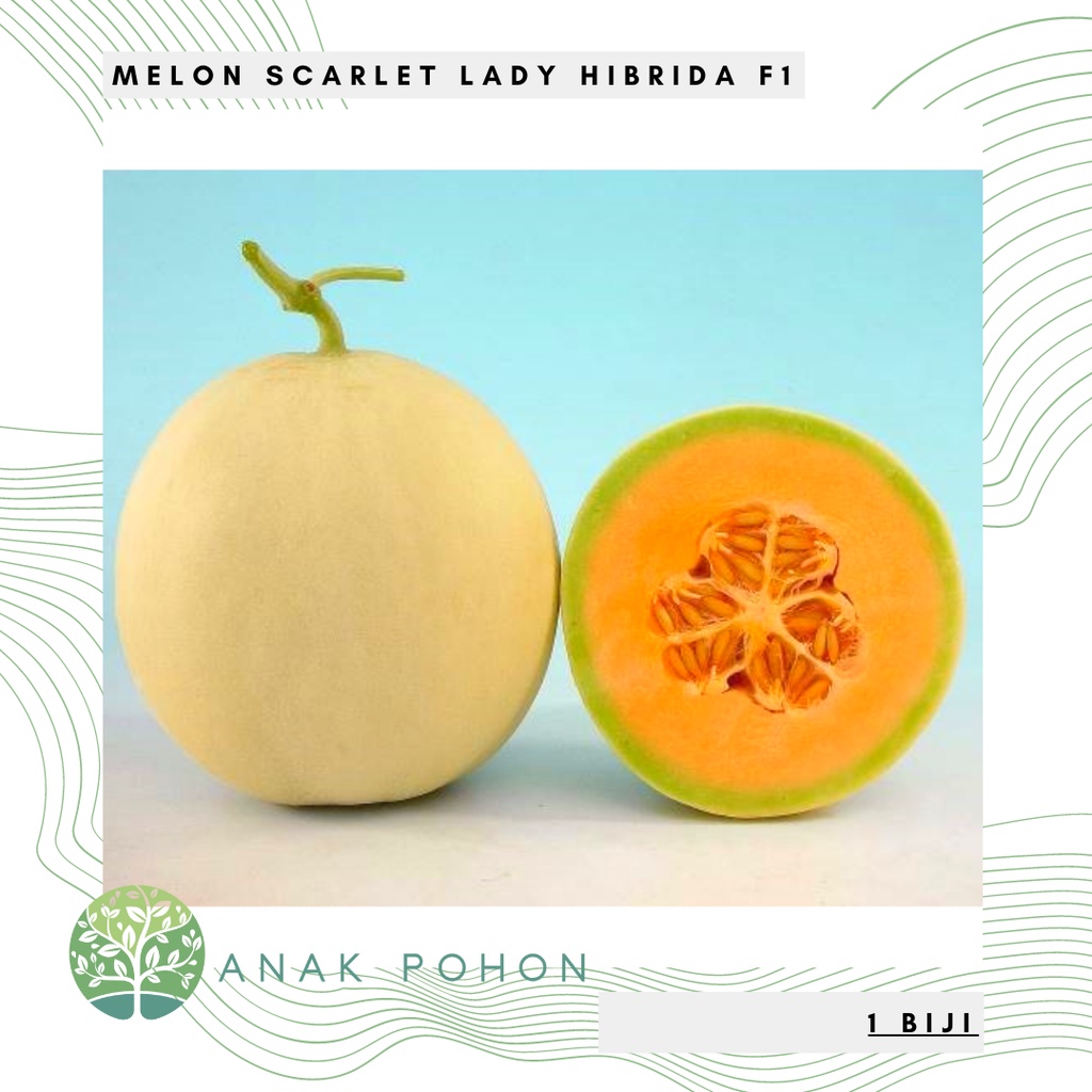 Benih Bibit Biji - Melon Premium Scarlet Lady Hibrida F1 Sweet Orange Honeydew Seeds - Panen Dalam 75 Hari