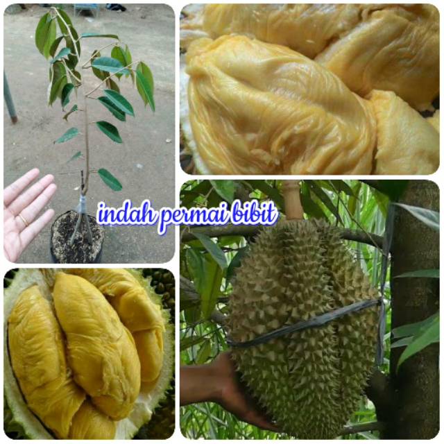 Bibit durian Montong super kaki 3