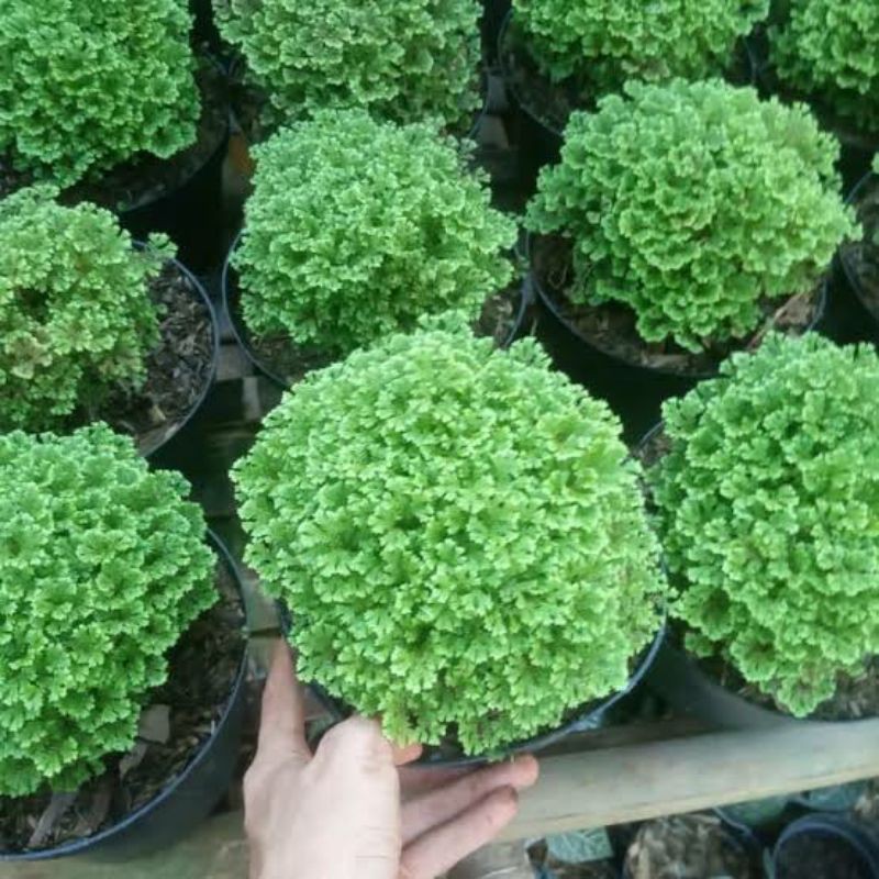 Tanaman Hias Lumut Ambon - pohon Lumut Ambon