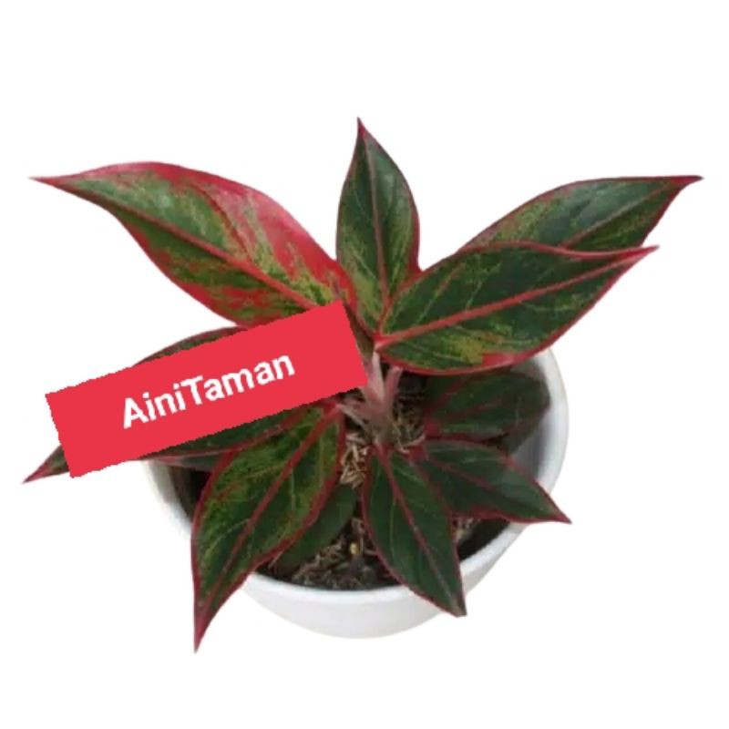 Tanaman hias aglaonema lipstik / aglaonema lipstik / aglonema lipstik
