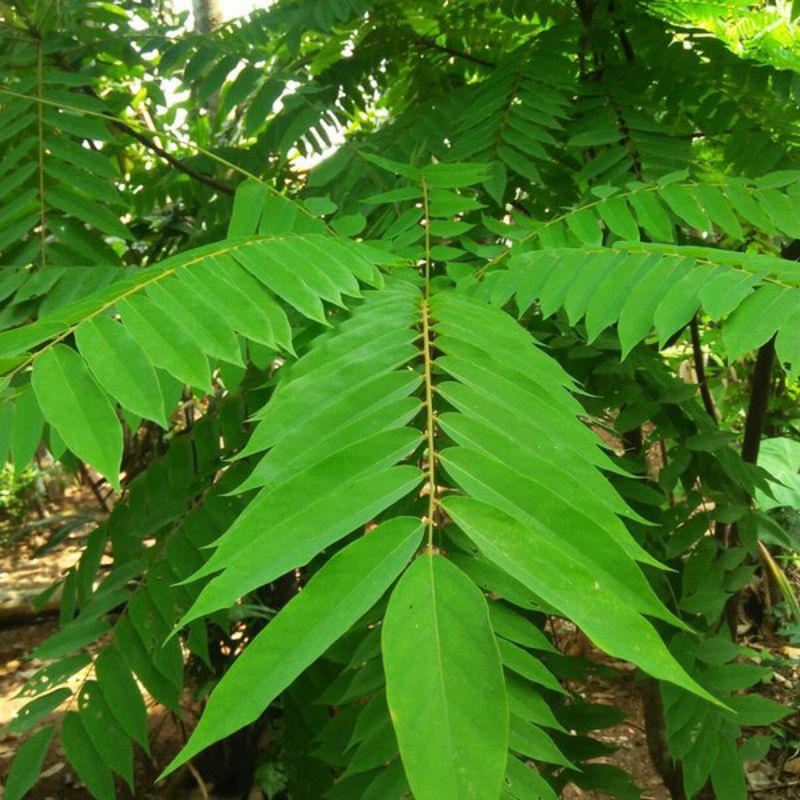 

Daun Belimbing Wuluh Segar / Daun Belimbing Wuluh Untuk Kangker