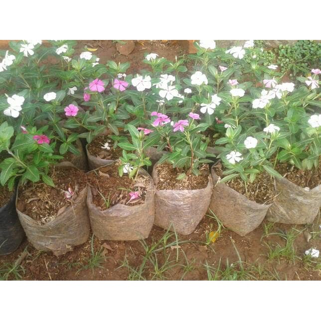 pohon tapak dara / bunga tapak dara