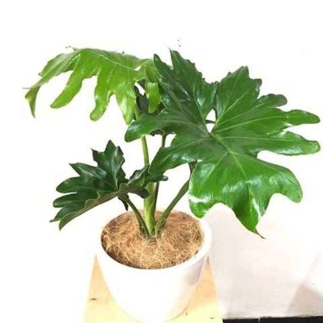 Jual Tanaman Hias Monstera Jari Philodendron Jari Tanaman Indor Shopee Indonesia