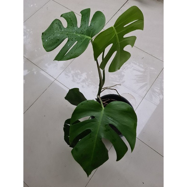 monstera borsigiana