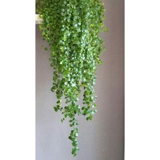 ➱ Tanaman Hias Indoor - Dischidia ➤