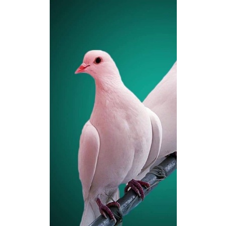 BURUNG MERPATI PUTIH SATUAN JANTAN ATAU BETINA READY