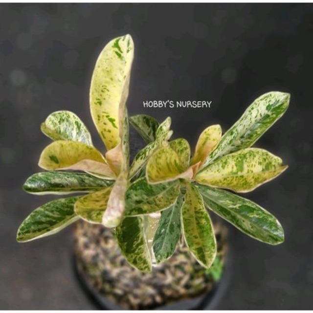 Tanaman Hias Adenium Graf Somalense Varigata
