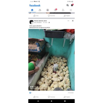Ayam Doc/Bebek Kuning/bebek hitam/ayam petelur/anak burung puyuh jantan