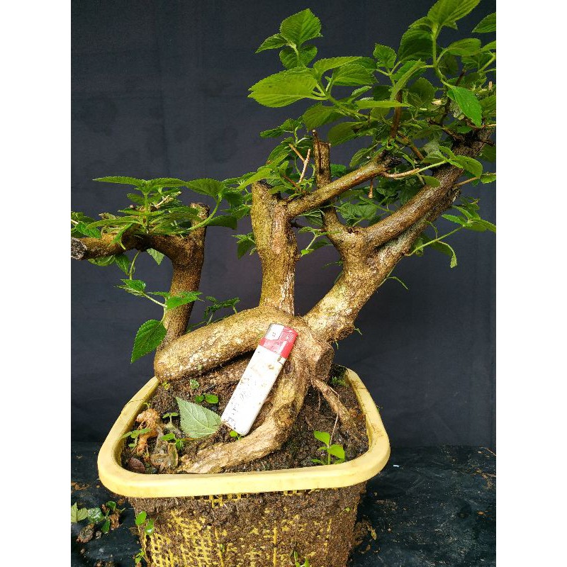 BONSAI LANTANA BERKARAKTER / BONSAI LANTANA TERBAIK / BONSAI