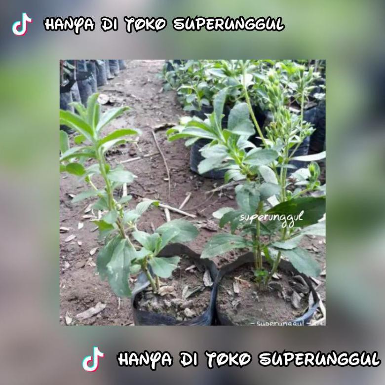 #promo Bibit Stevia Si Daun Manis #unggul
