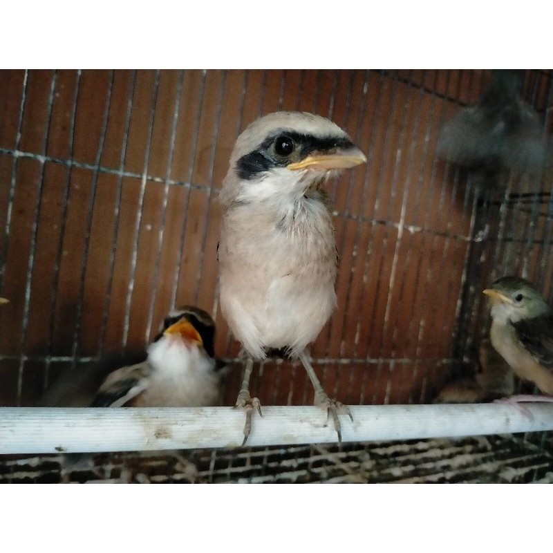 LOLOHAN PENTET/CENDET JAWA TIMUR