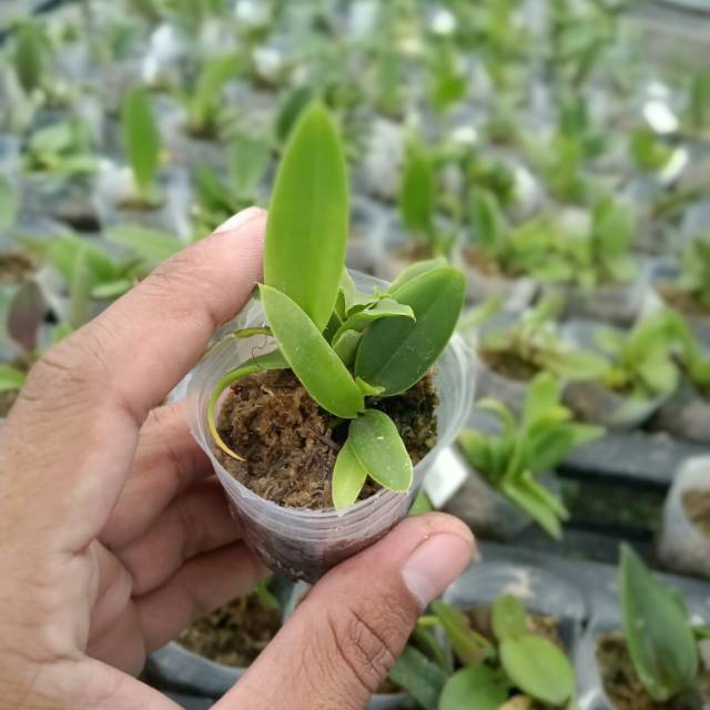 Bibit Anggrek Cattleya Seedling