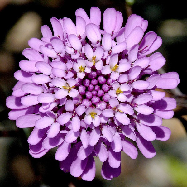 Benih Bibit Biji - Bunga Globe Candytuft Cotton Candy Mixed Flower Seeds - IMPORT