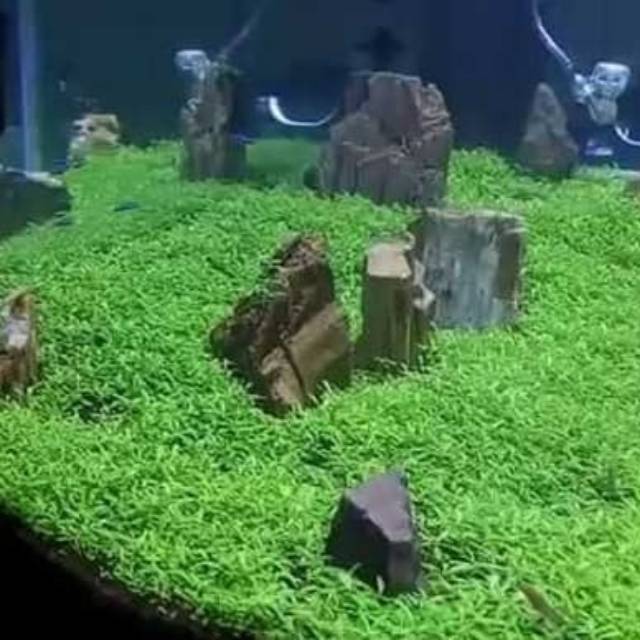  Bibit  benih tanaman  air carpet seed aquascape  aquarium 