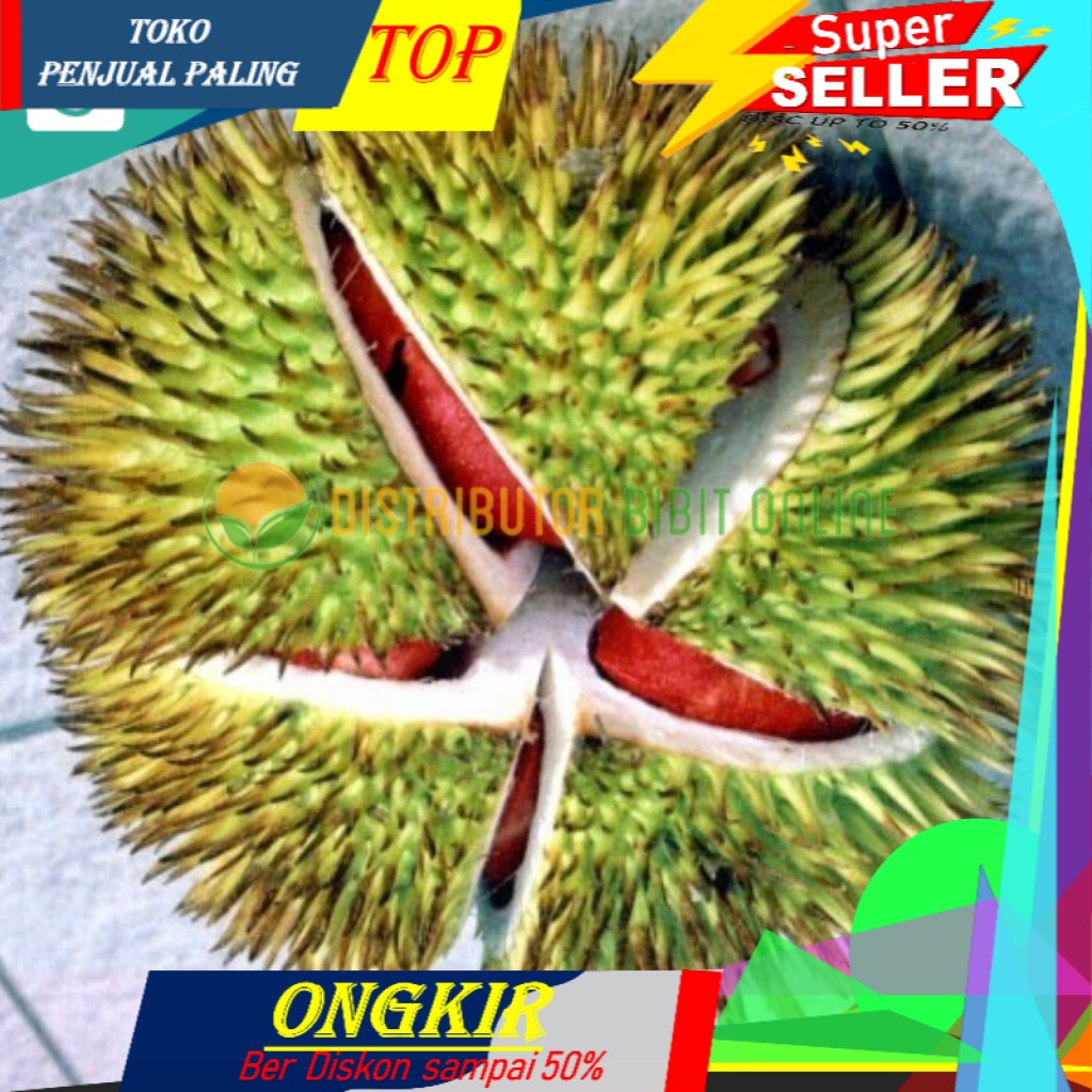 

Manis Bibit durian merah banyuwangi
