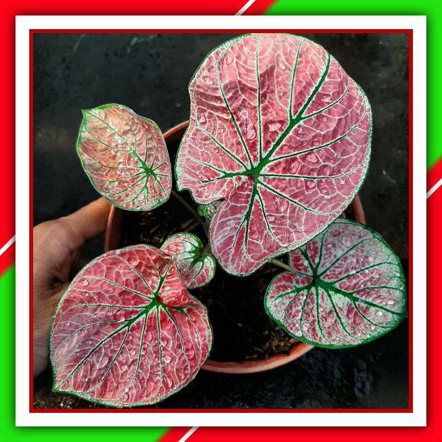 Cod Arini Menari Tanaman Hias Bunga Hias Caladium Hias Keladi Hias Import Thailand Series Talas Shopee Indonesia