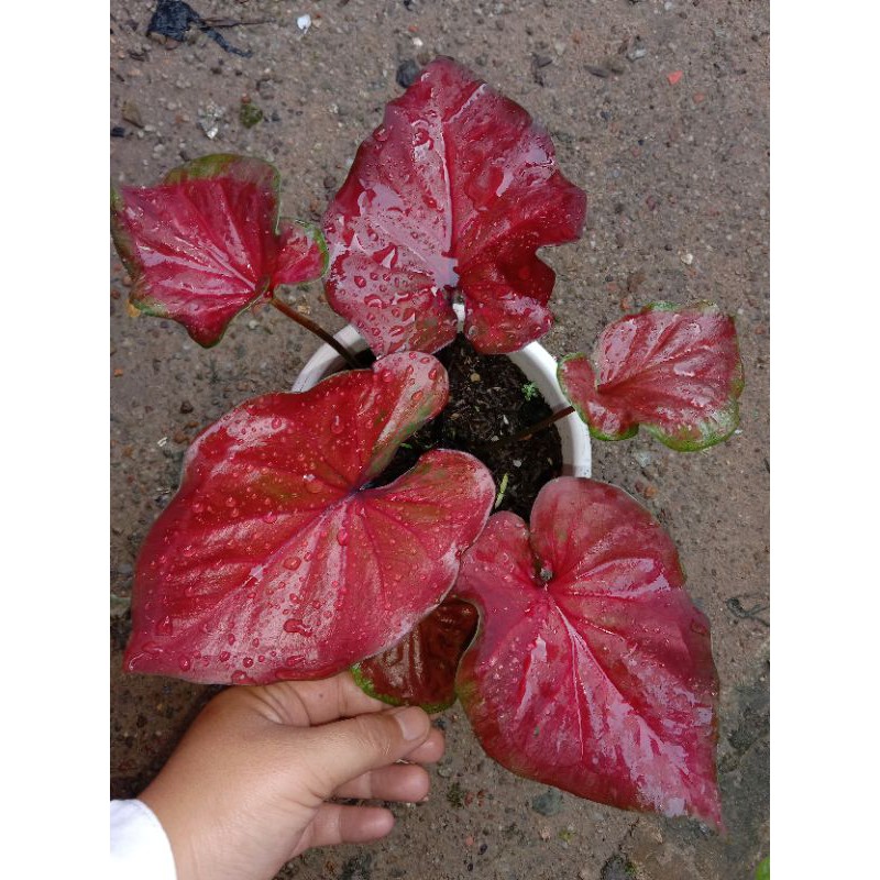 keladi Thailand Delima Merah Indukan