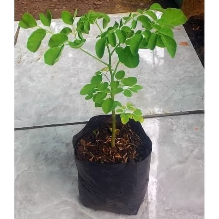 PROMO tanaman herbal patah tulang / pohon herbal patah tulang