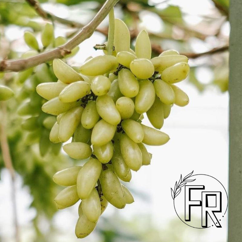 BIBIT TANAMAN BUAH ANGGUR IMPORT JENIS BANANA // BIBIT ANGGUR IMPORT BANANA