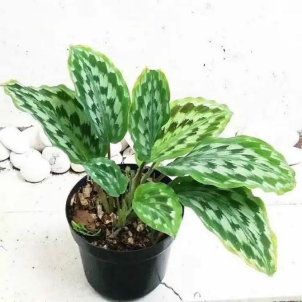 tanaman hias calathea ekor merak - tanaman hias calathea - kalatea ekor merak