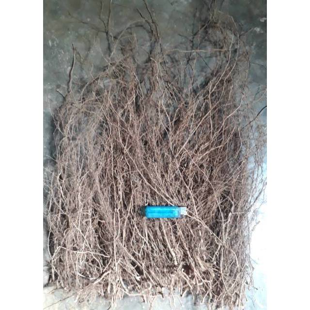 Akar senggani bahan lilitan bonsai aquascape