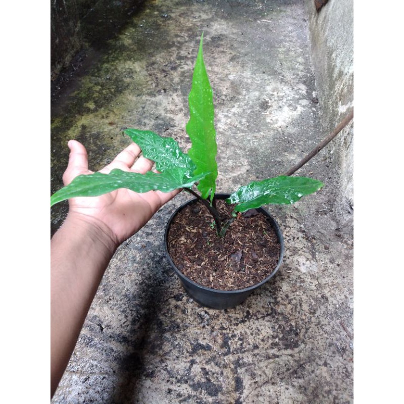 tanaman hias keladi keris hitam papua