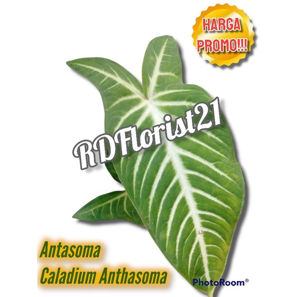 Antasoma / Caladium Zebra / Kaladium Zebra / Keladi Zebra / Anthasoma / TANAMAN HIAS