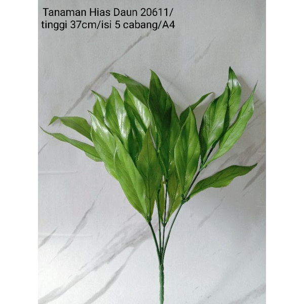 Tanaman Daun Hias 20611