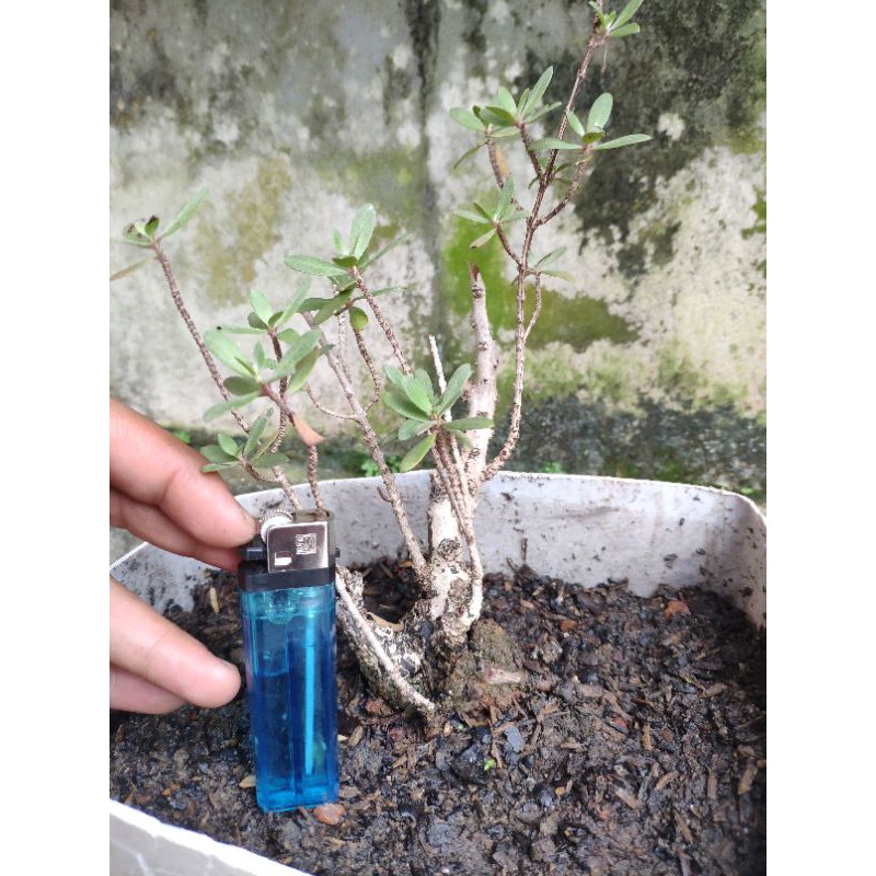 Bahan Bonsai Pohon Santigi Sudah Berkarakter