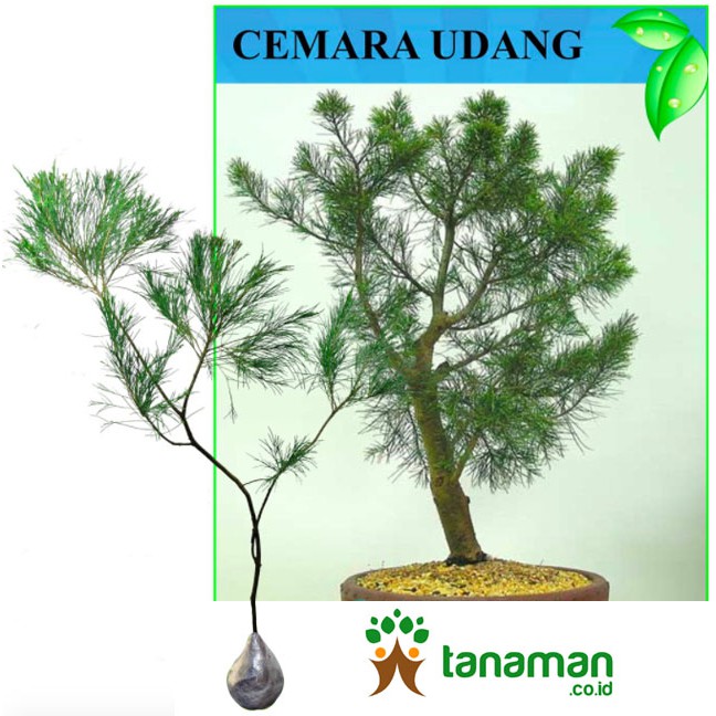 Bibit Tanaman Pohon Cemara Udang