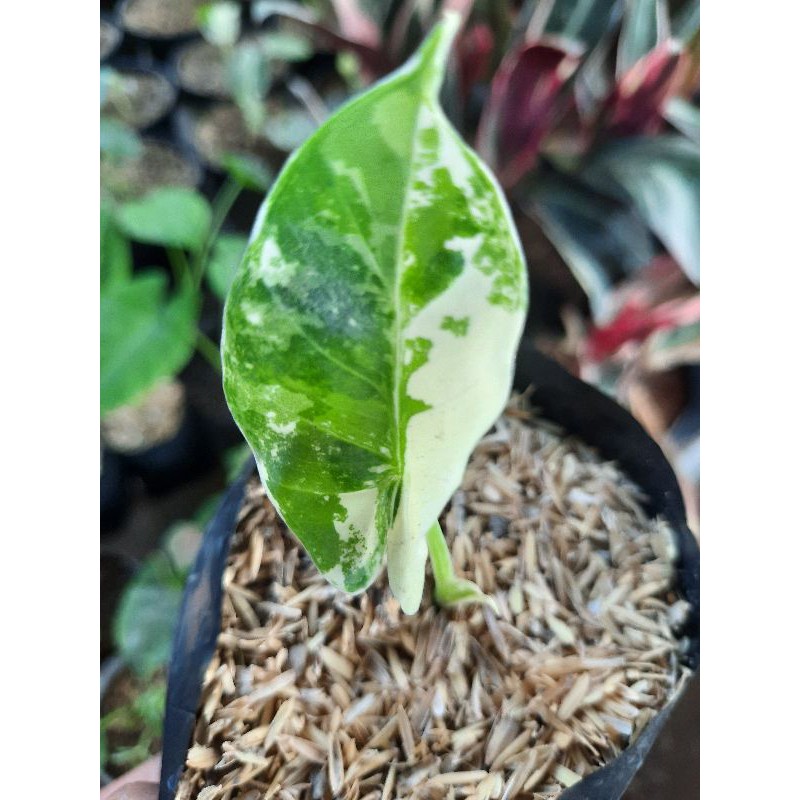 bibit tanaman Talas varigata murah meriah promo Agustus