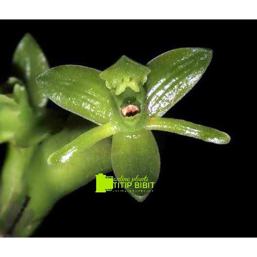 Anggrek spesies Epidendrum rigidum