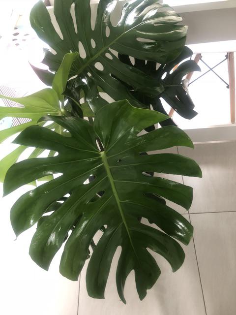 Monstera Deliciosa Medium Philodendron Pot 30 Cm Plus Media Tanam Ajaib