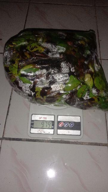 Eceng Gondok Kiloan