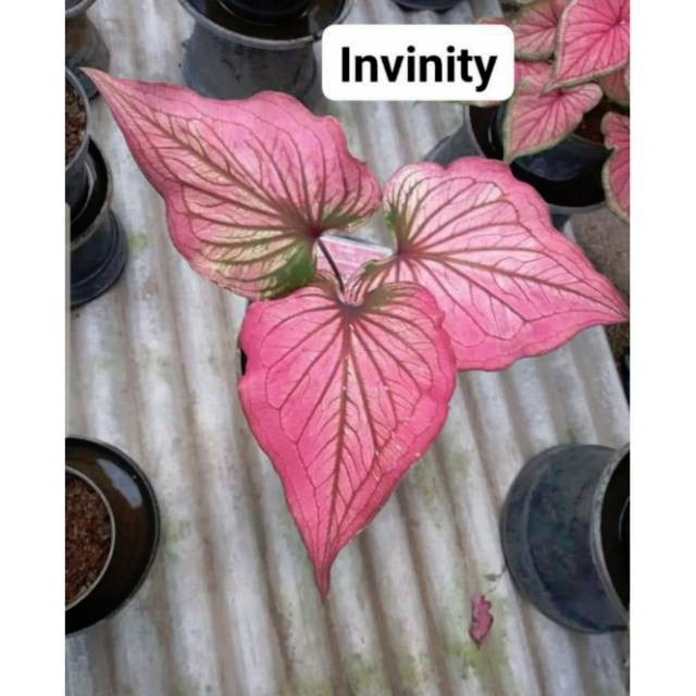 CALADIUM INFINITY