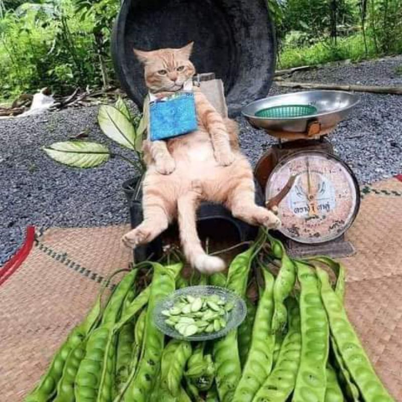 

cetak buku sope
