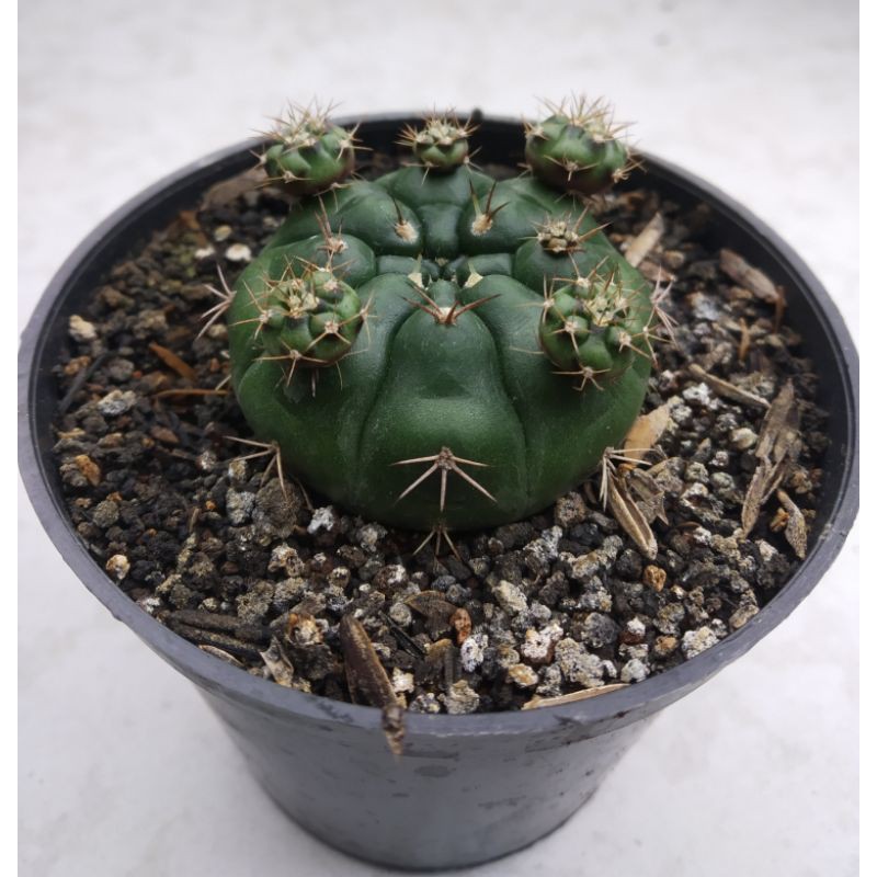 Kaktus Gymno Damsi Ungu
