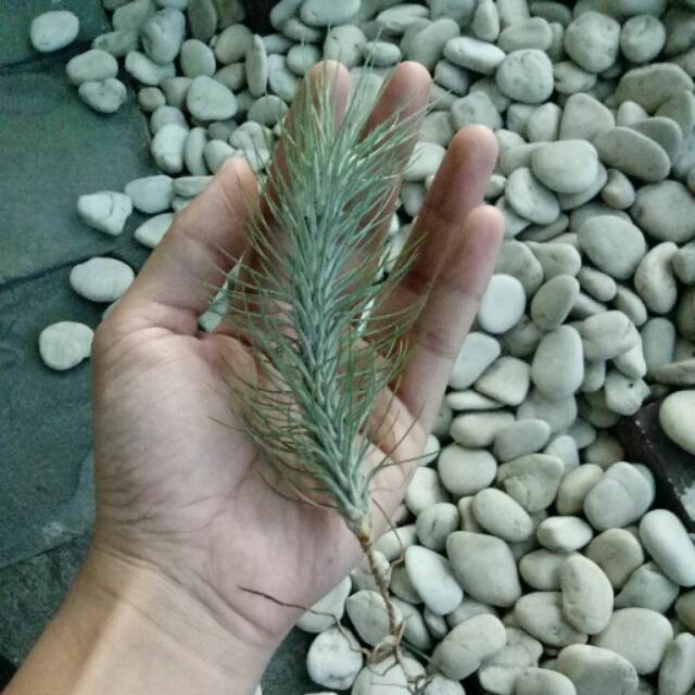 Tillandsia Funckiana recurfivolia big long