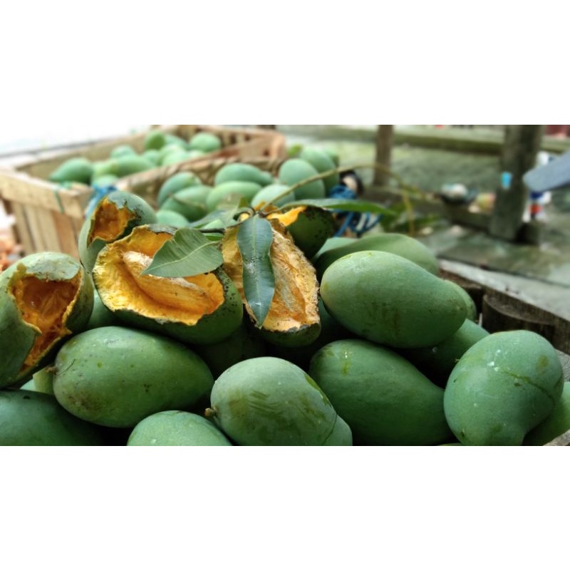Mangga gadung kemampo