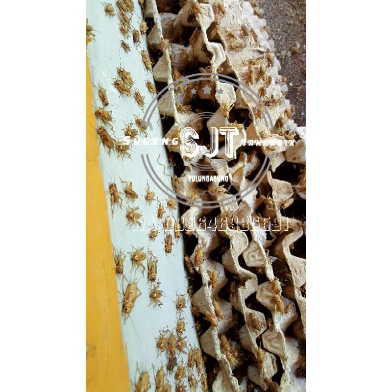 TELUR JANGKRIK MADU KUNING kunyit 5on