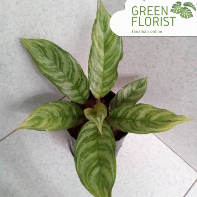 Tanaman hias sri rejeki - sri rejeki cyrispum - blanceng sri rejeki