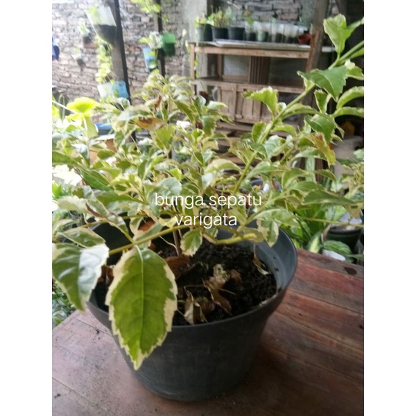 BUNGA SEPATU VARIGATA