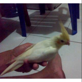 Gelatik Belong Sp Shopee Indonesia