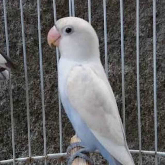 Burung Lovebird Pastel Biru Pasbir Shopee Indonesia