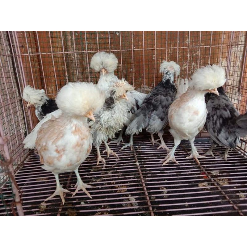 Paketan Ayam hias Kalkun, Batikitalie dan ayam mahkota jambul polandia