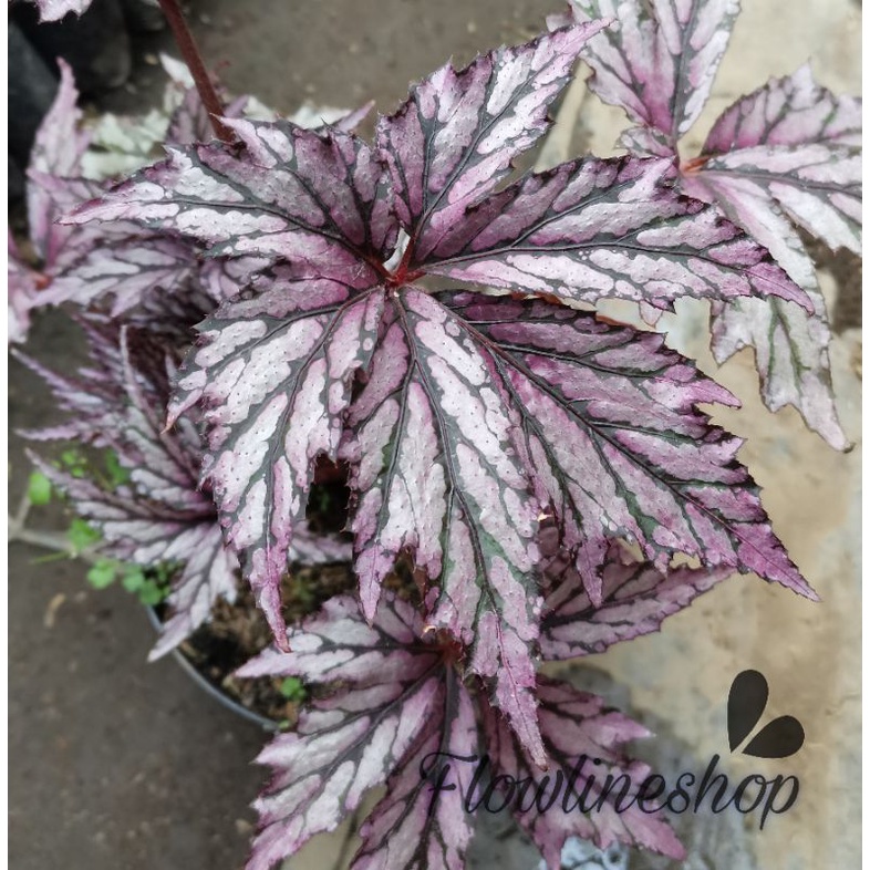 tanaman hias begonia rasta merah