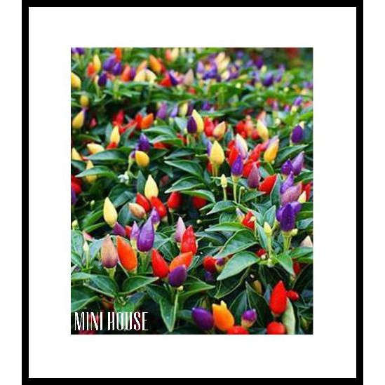 BIBIT BIJI BENIH POHON CABE WARNA WARNI