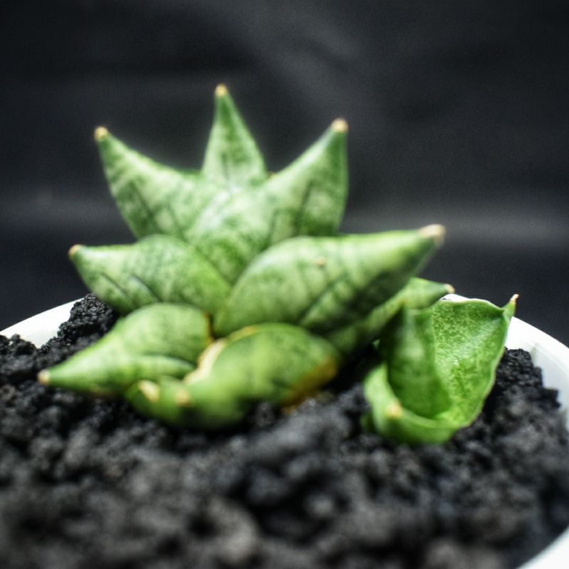 Sansivera Boncel New Clone (BNC) Induk + Anak #01