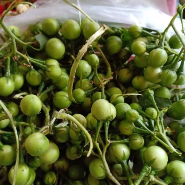 

RB Tekokak/Rimbang 500 gram